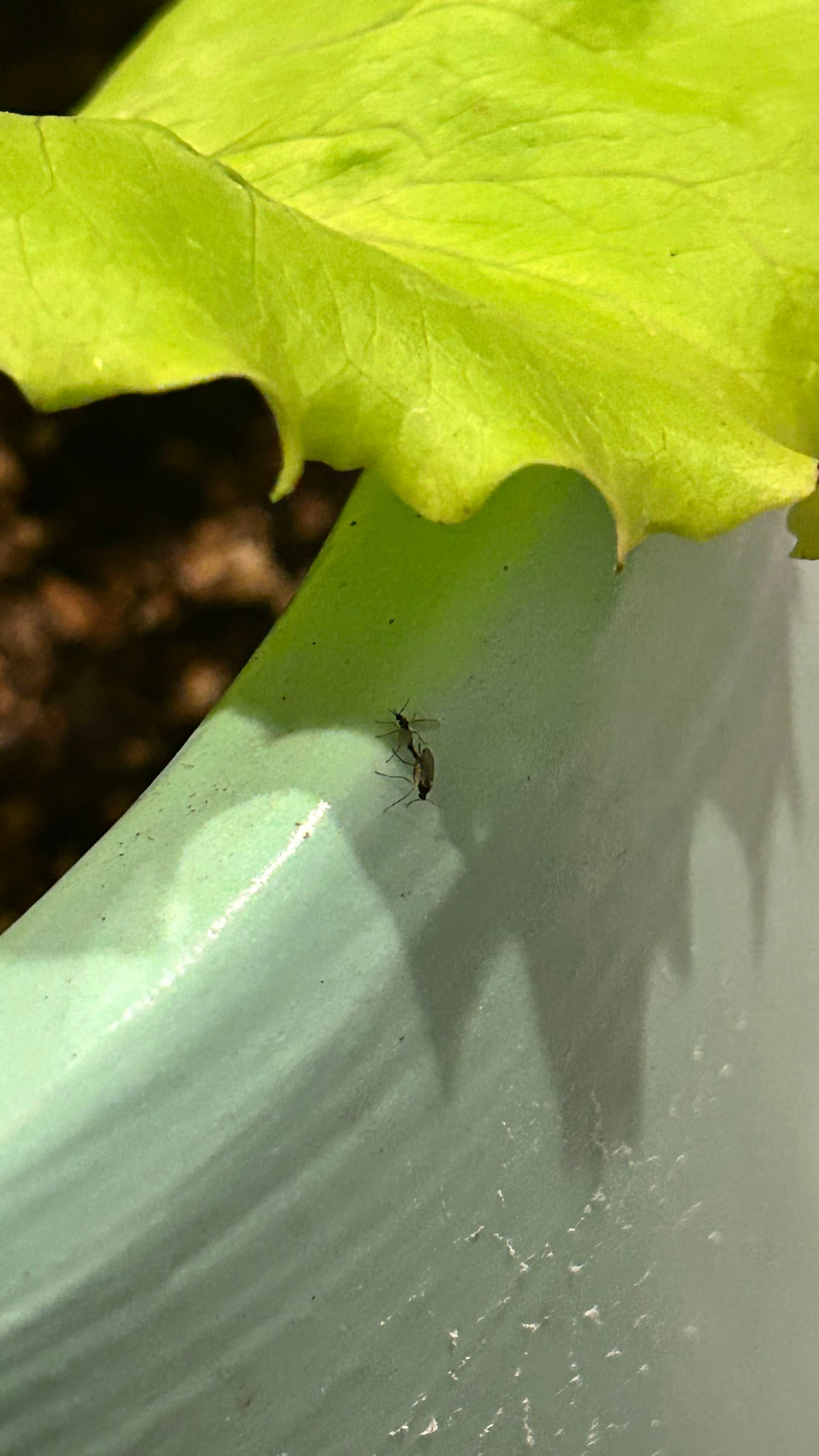 Cegolaine Lettuce How Much Water & Light Does it Need to Thrive?