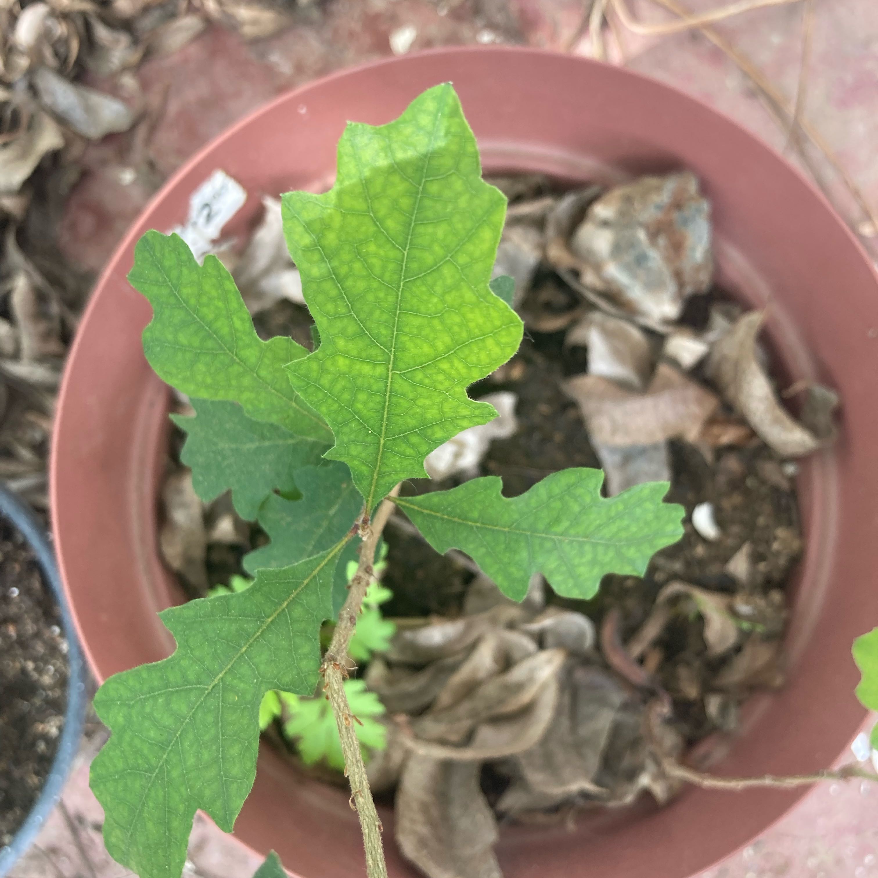 Young English Oak plant in a pot with healthy green leaves and visible soil.