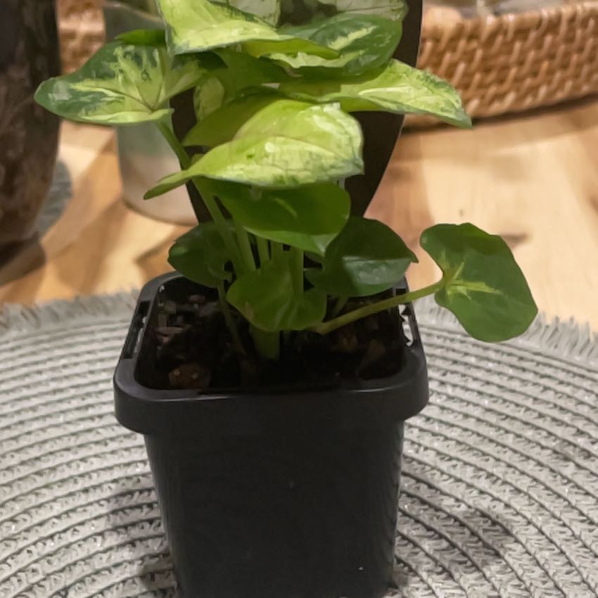 Photo of the plant species Sunshine Speckles by @Nekonya named Maze on Greg, the plant care app