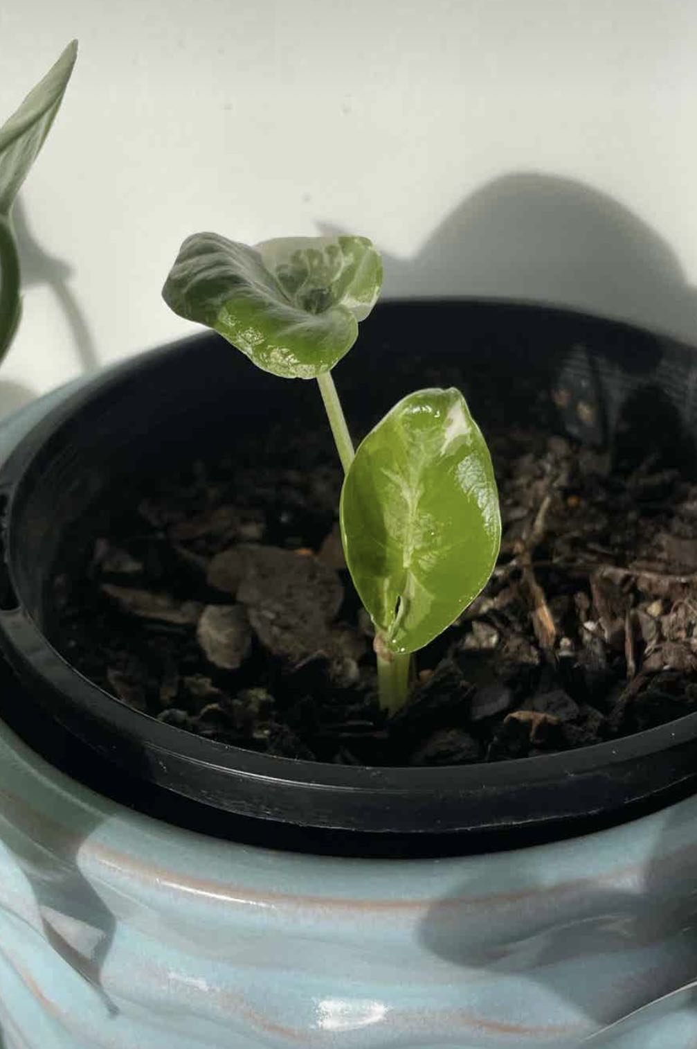 5 Tips for Healthy Alocasia nebula Roots 🥕