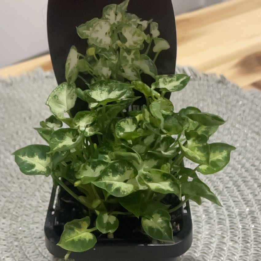 Photo of the plant species Syngonium by @Nekonya named Shinobu on Greg, the plant care app