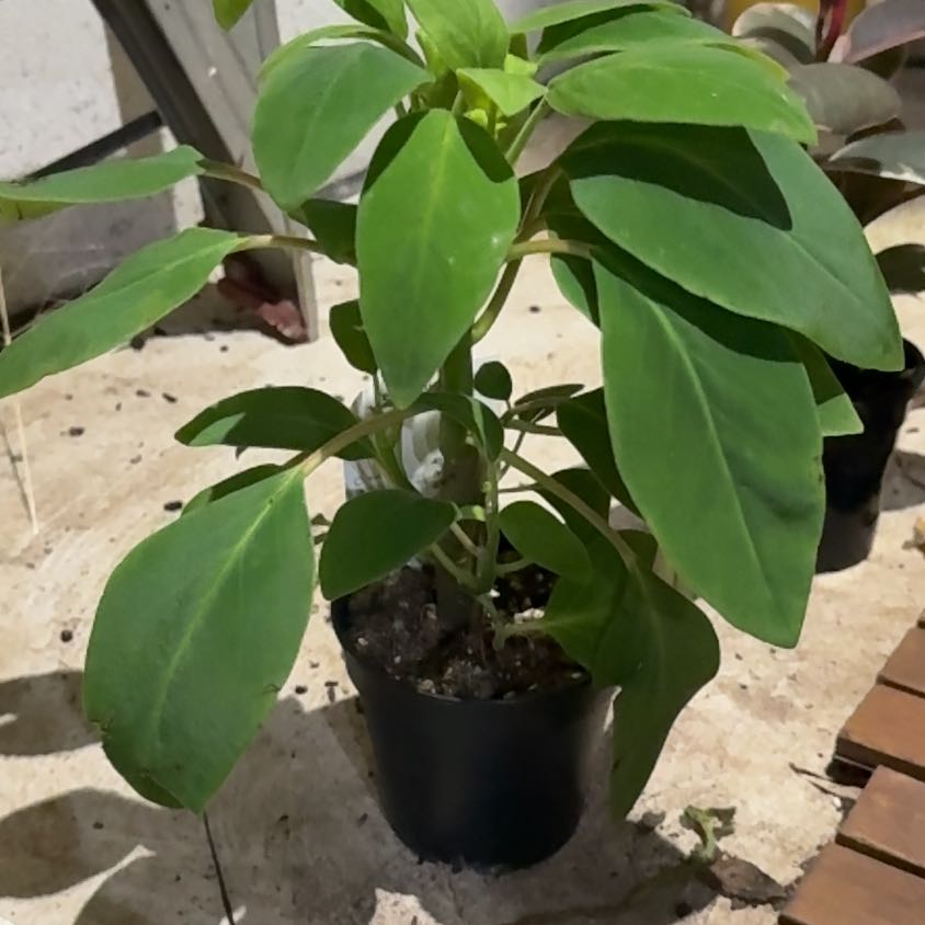 Photo of the plant species Peperomia vegana by @Nekonya named Vestita on Greg, the plant care app