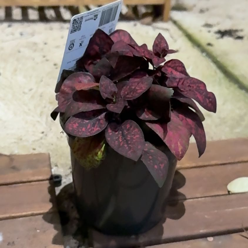 Photo of the plant species Hypoestes 'Red' by @Nekonya named Penellaphe on Greg, the plant care app