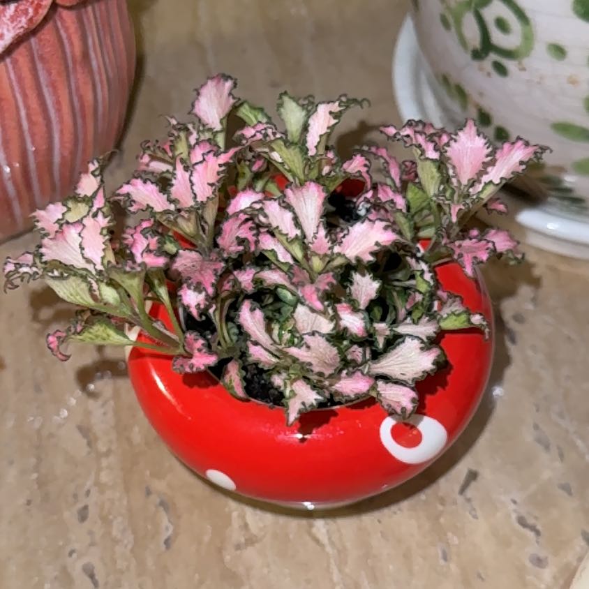 Photo of the plant species Nerve Plant 'Forest' by @Nekonya named Miquella on Greg, the plant care app