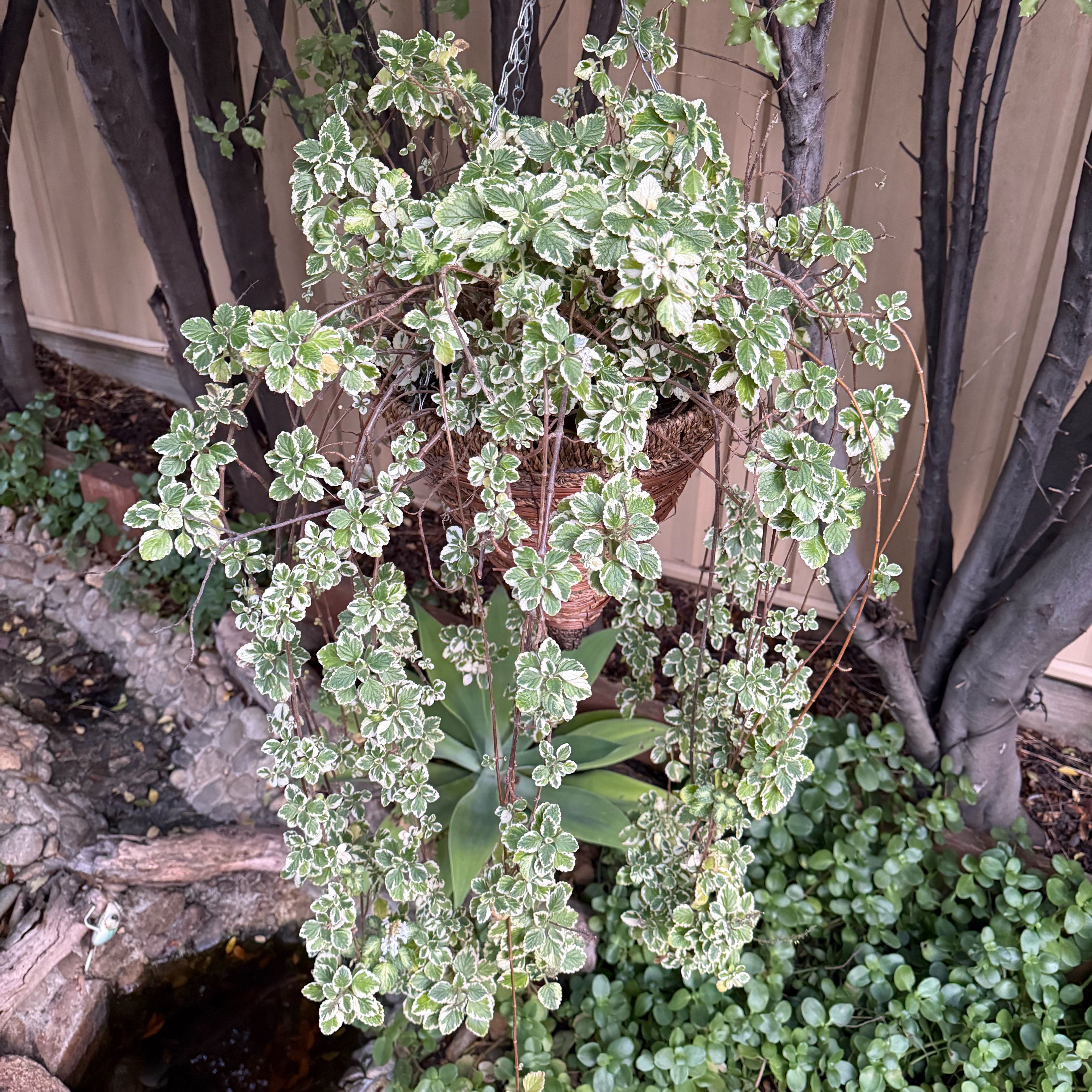Photo of the plant species Variegated Mint Leaf by @Nekonya named Frankie on Greg, the plant care app