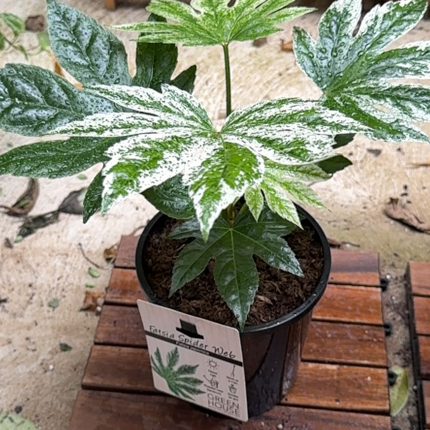 Photo of the plant species Fatsia Japonica Spider Web by @Nekonya named Casteel on Greg, the plant care app