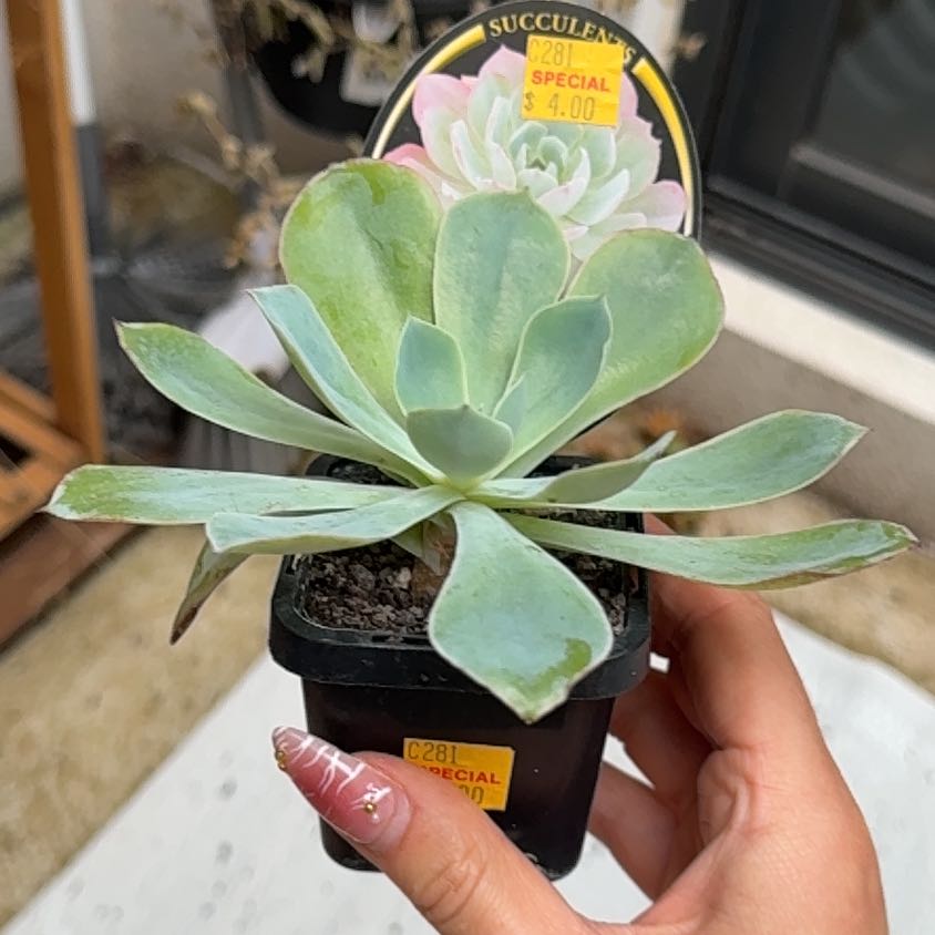 Photo of the plant species Echeveria White Ice by @Nekonya named Terraria on Greg, the plant care app
