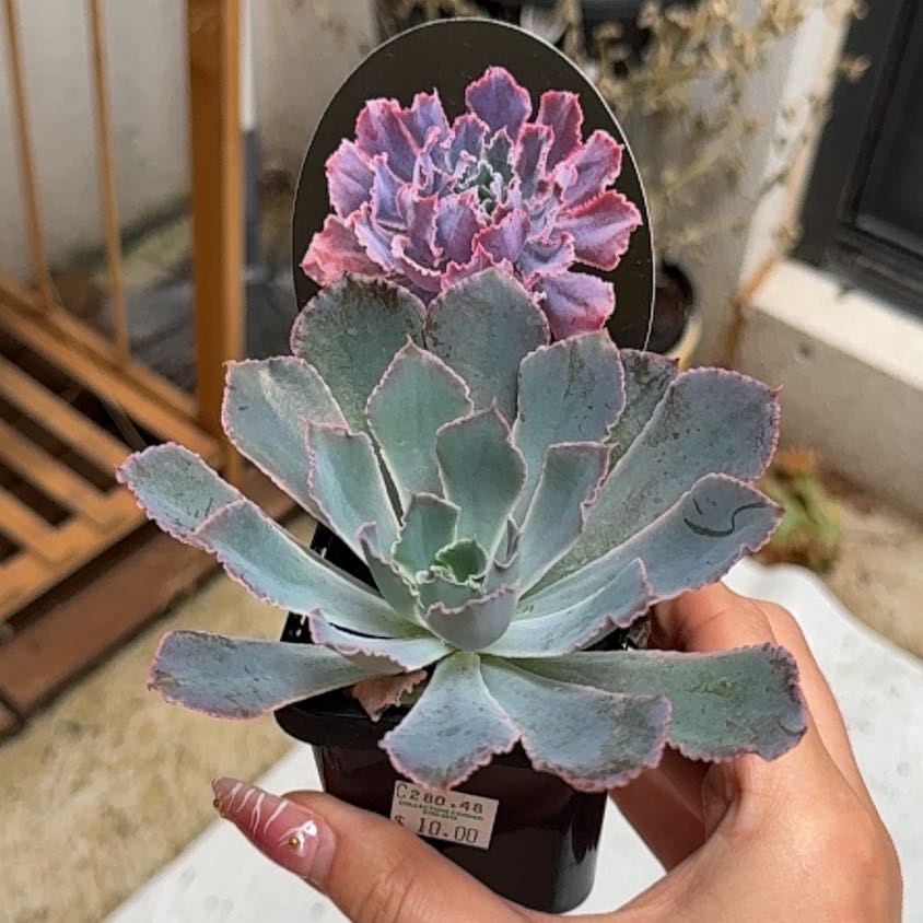 Photo of the plant species Echeveria by @Nekonya named Ascensionism on Greg, the plant care app
