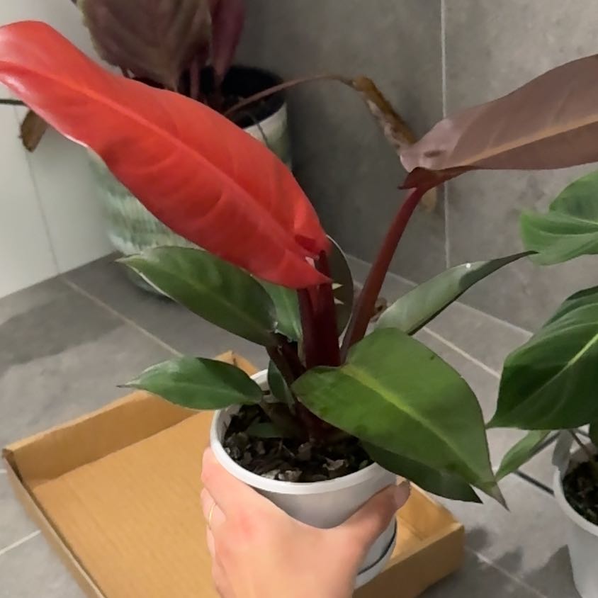 Photo of the plant species Philodendron Prince of Red by @Nekonya named Aelin on Greg, the plant care app