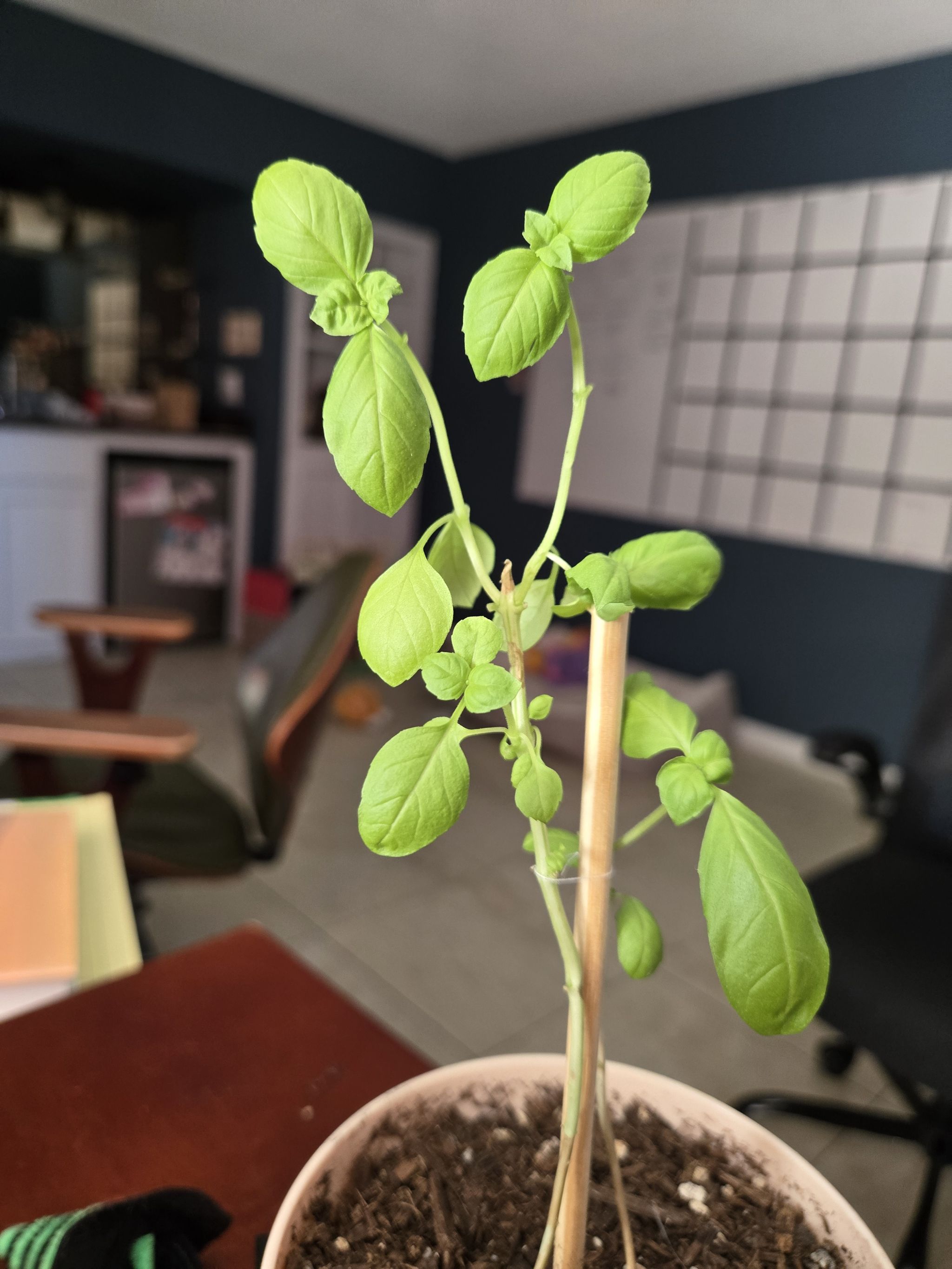 Basil Emerald main image 1