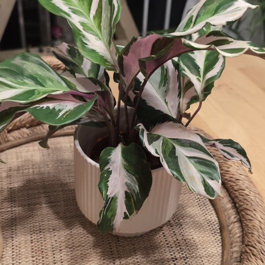 Photo of the plant species 'Prayer Plant' by @SnappyBluesedge named Muhammad Ali on Greg, the plant care app