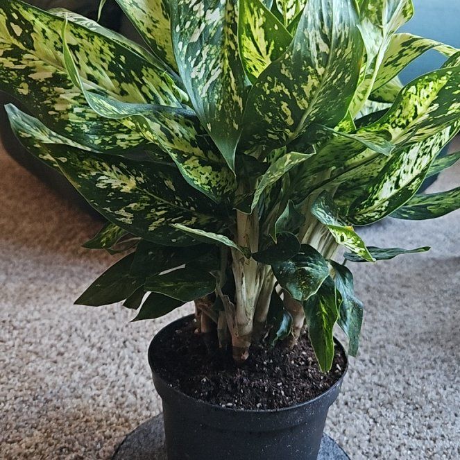 Photo of the plant species Dieffenbachia 'Starbright' by @RootedJellybaby named Gregstar on Greg, the plant care app