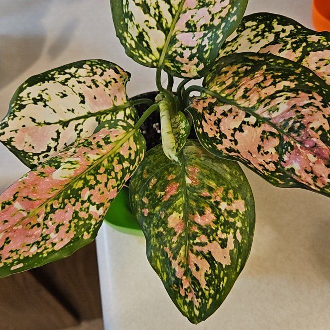 Photo of the plant species Aglaonema 'Favonian' by @RootedJellybaby named Gomez on Greg, the plant care app