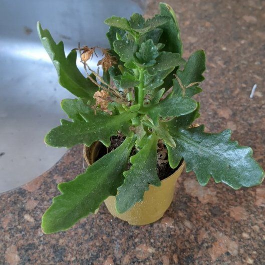Photo of the plant species European Searocket by @DifferentKaramu named Fernie Mercury on Greg, the plant care app