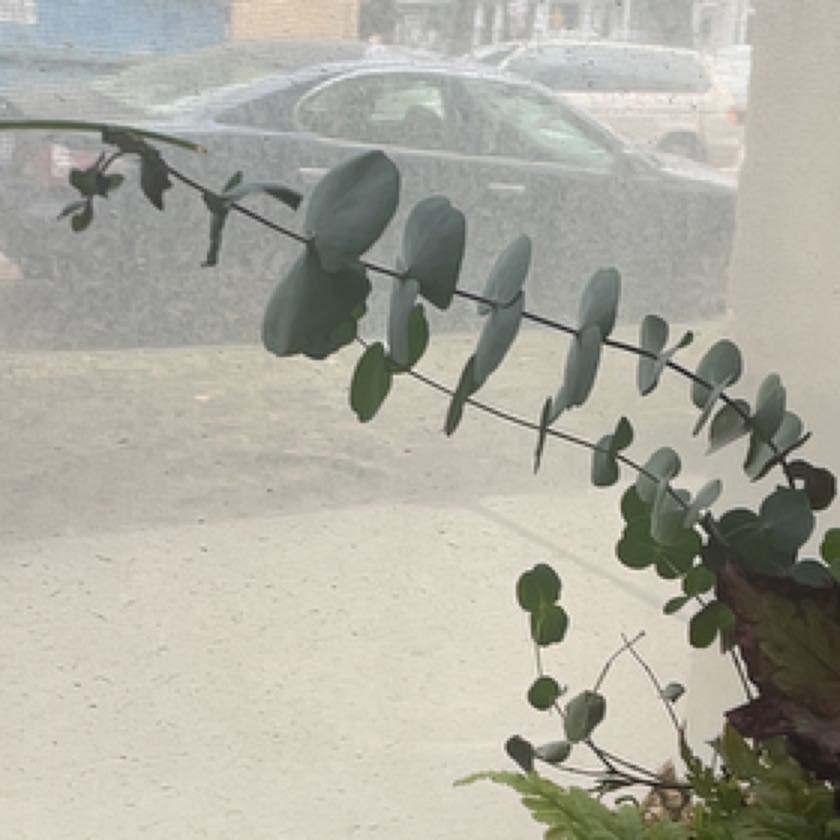 Close-up view of a healthy silver dollar plant (Lunaria annua) with round, silvery seed pods and green leaves growing outdoors.
