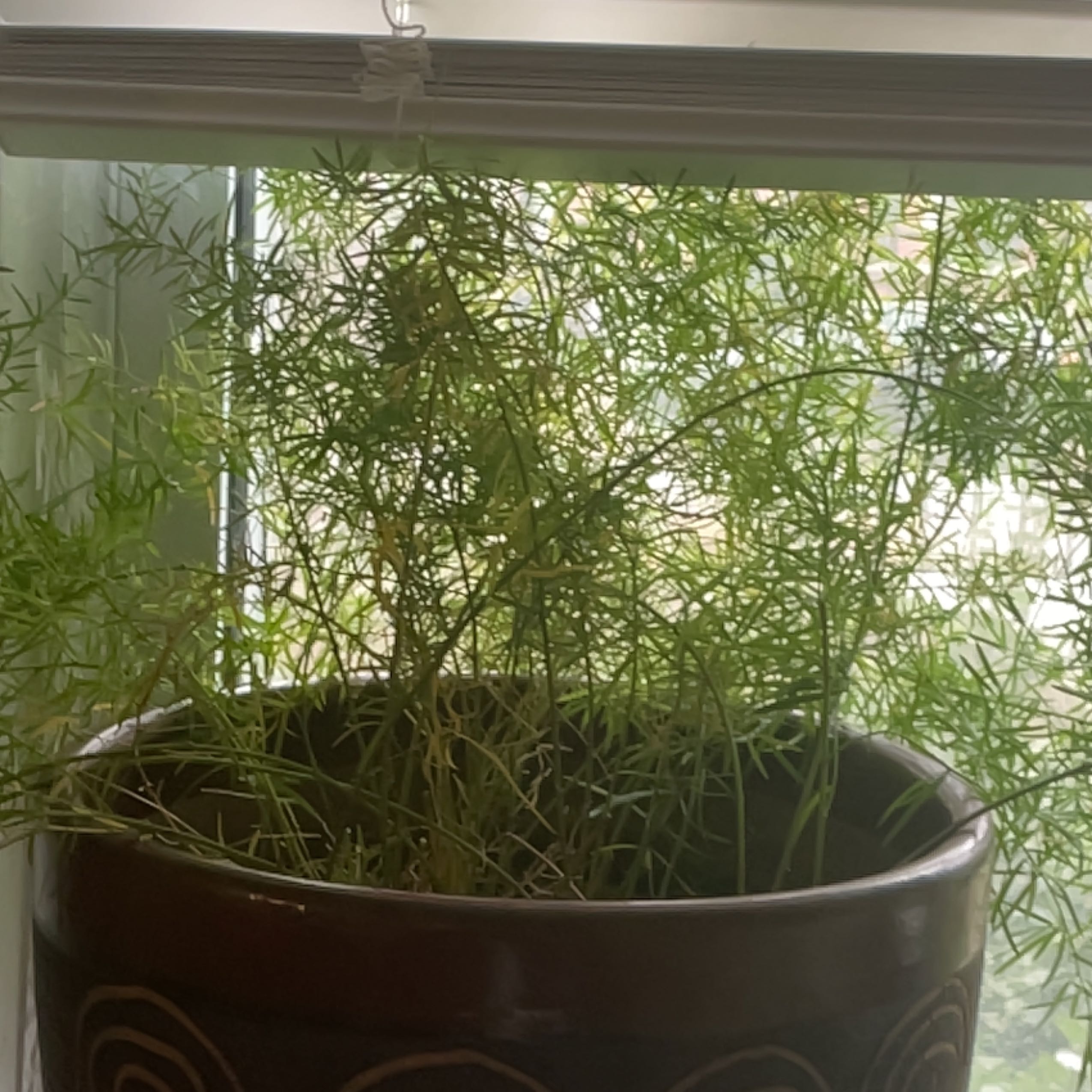 Healthy, lush plume asparagus plant with vibrant green needle-like leaves growing in a metal pot in front of a window.
