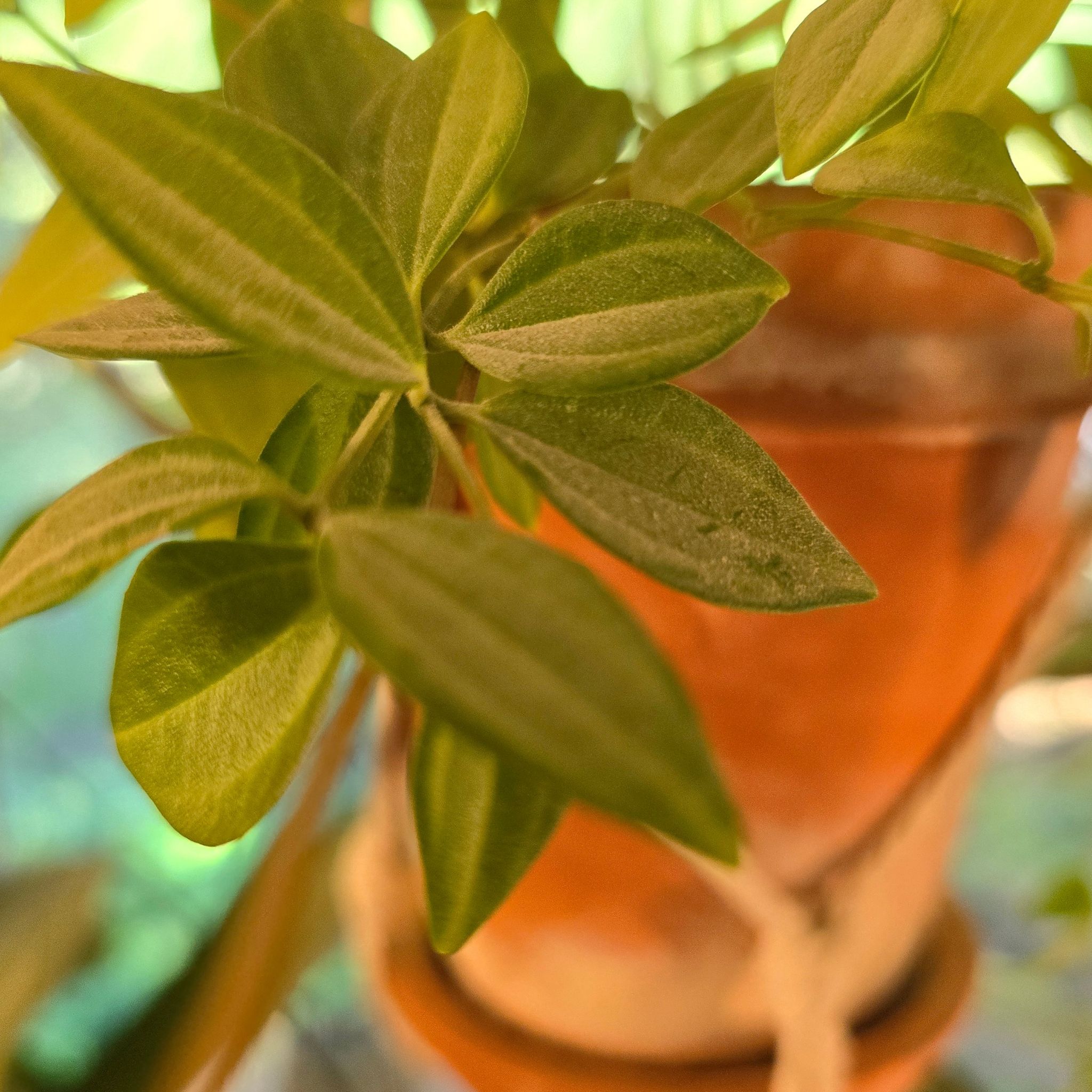 Photo of the plant species Radiator Plant by @KeySourcherry named Leaf Erickson on Greg, the plant care app