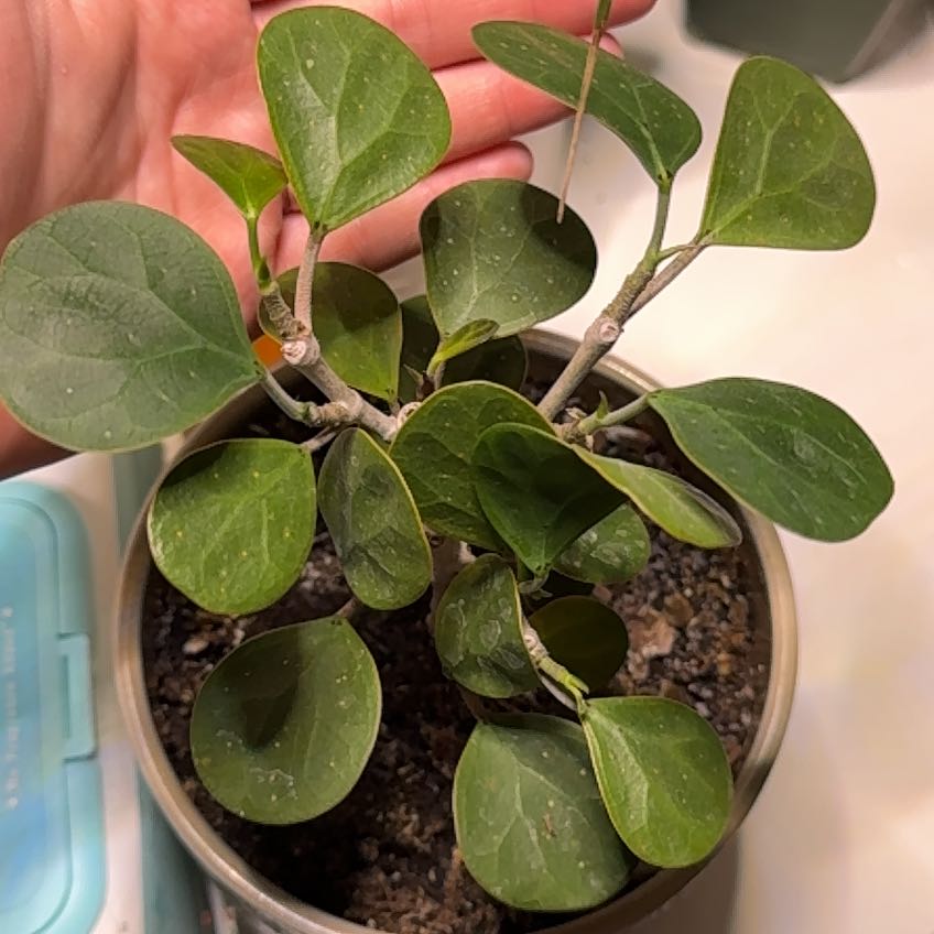 Photo of the plant species Mistletoe Fig by @RegnantPetunia named Wall-E on Greg, the plant care app