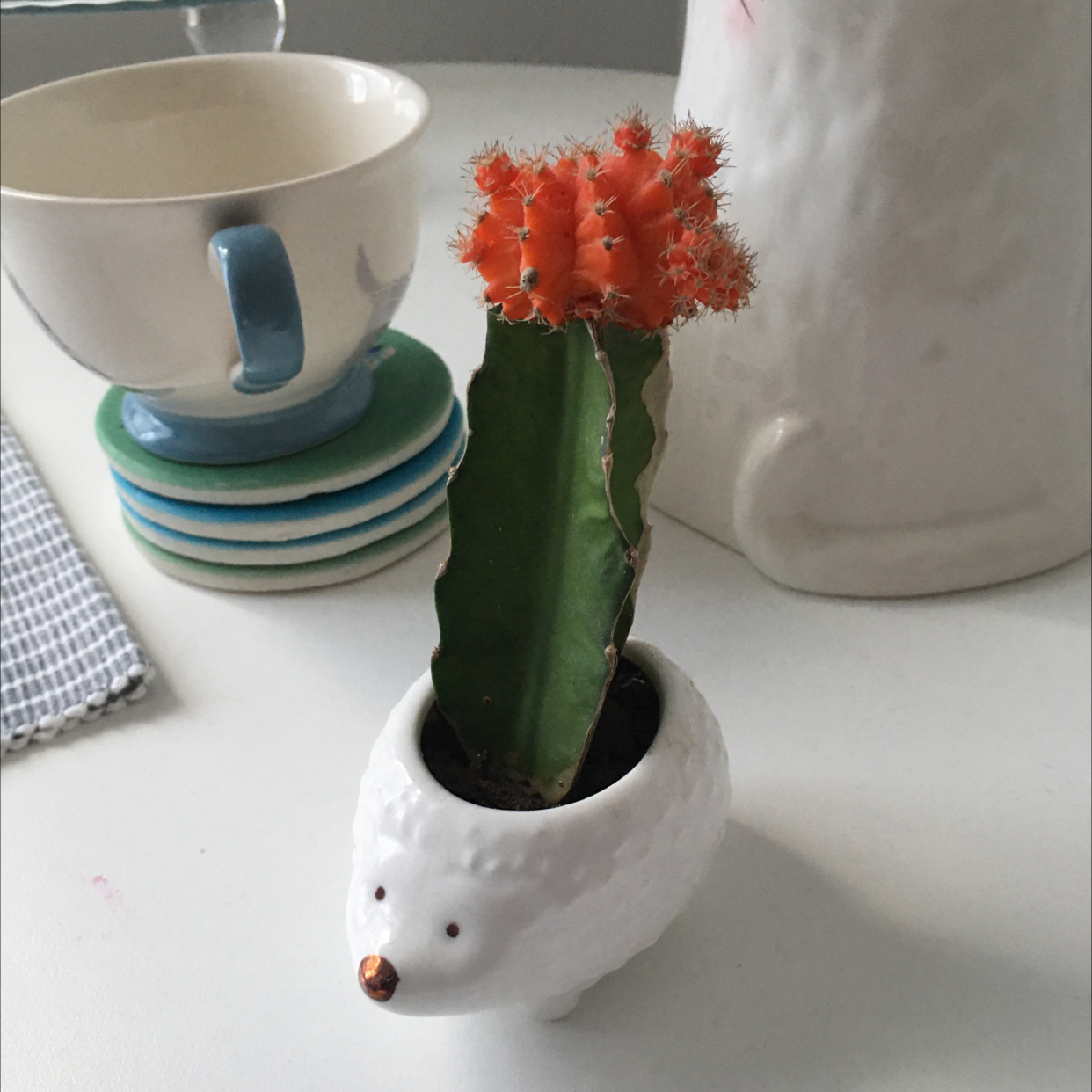 Plant care for Bat-like Stelis on Greg, the plant care app