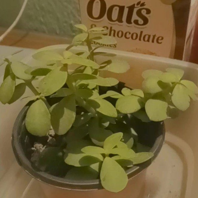 Photo of the plant species creme & green mini jade plant by @FamousSeaorache named Lebron on Greg, the plant care app