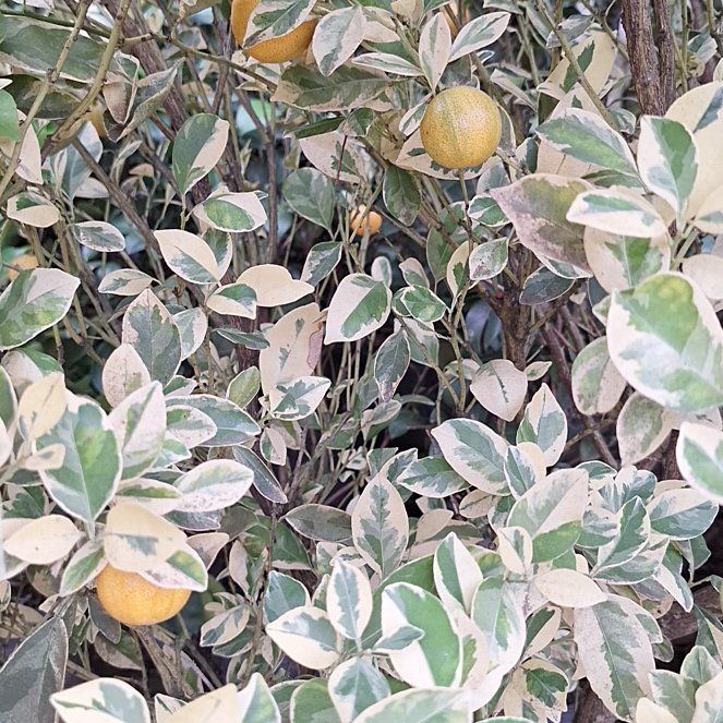 Photo of the plant species Lagunaria by @AwakeMotherfern named McKinley on Greg, the plant care app