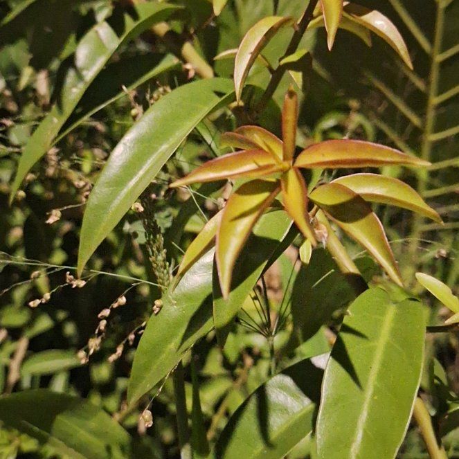 Photo of the plant species Barbados Gooseberry by @AwakeMotherfern named Bella on Greg, the plant care app