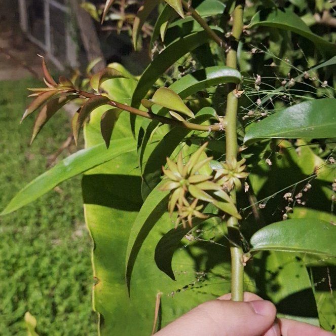 Photo of the plant species Barbados Gooseberry by @AwakeMotherfern named Kendall on Greg, the plant care app
