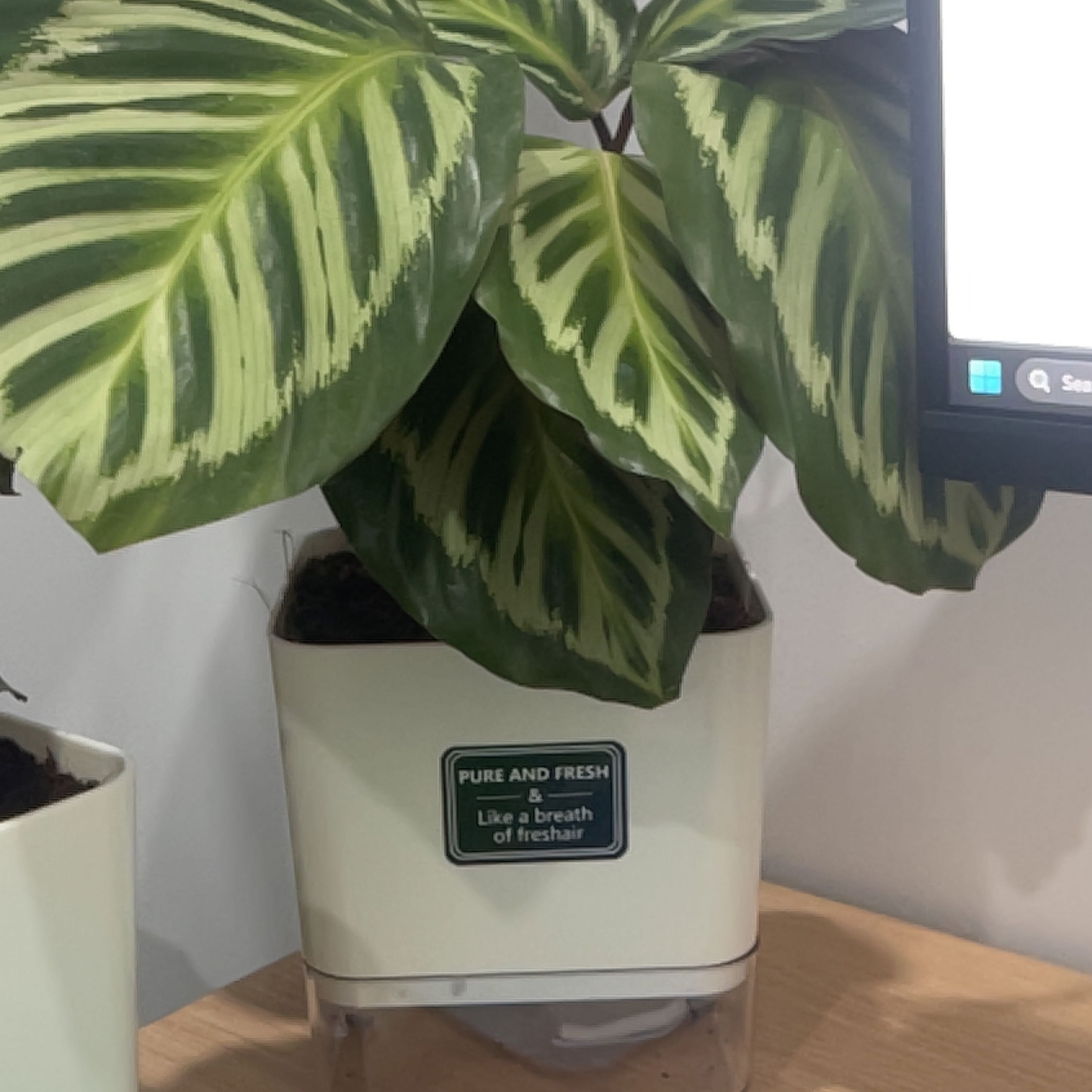 Photo of the plant species Calathea 'Flamestar' by @AngelSnakeberry named Beckham on Greg, the plant care app
