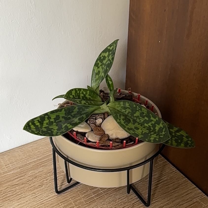 Photo of the plant species Venus Slipper by @SacredTeatree named Lola on Greg, the plant care app