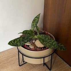 Venus Slipper plant