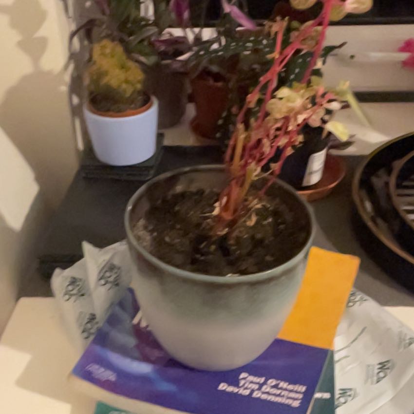 Photo of the plant species Bloodleaf Plant by @ForeverTricolor named ChloroPhil on Greg, the plant care app