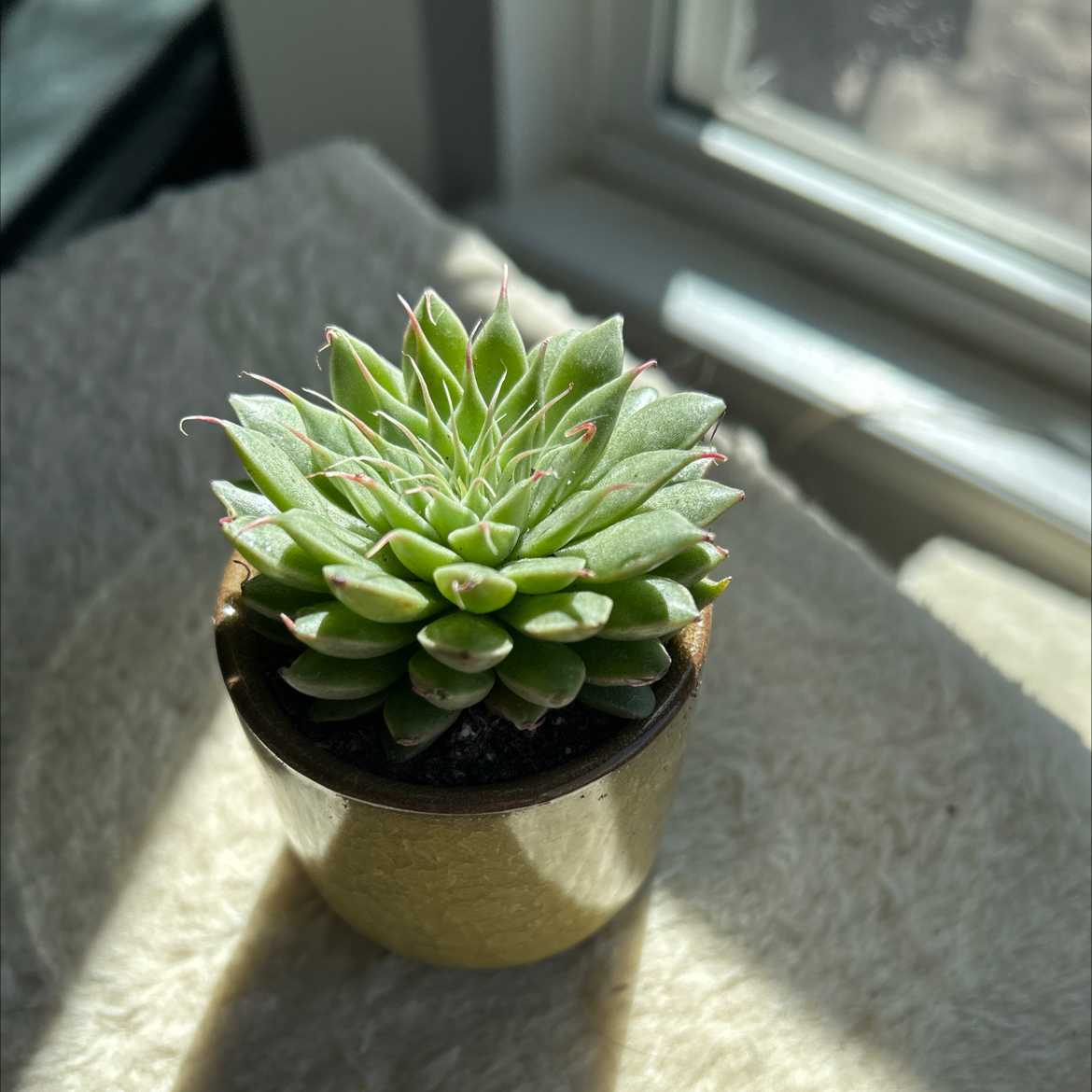 Photo of the plant species Silver Star by @CalmingPhalsa named McKinley on Greg, the plant care app