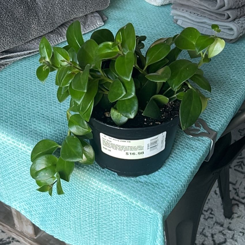 Photo of the plant species hoya pachycleda by @CalmingPhalsa named Naomi on Greg, the plant care app