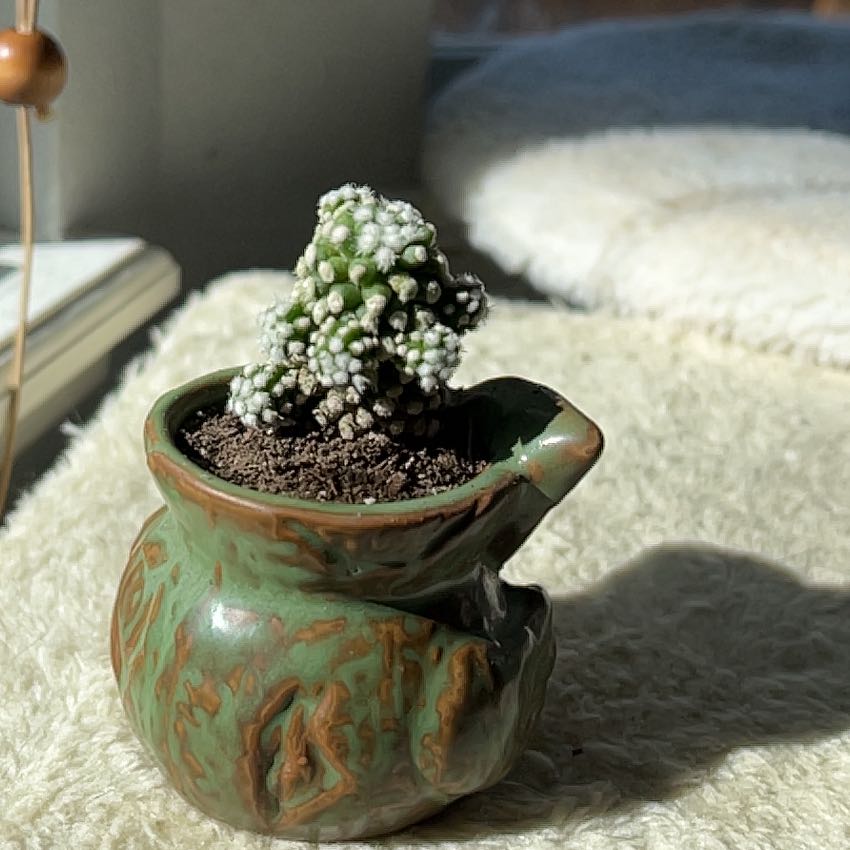 Photo of the plant species Mammillaria gracilis 'Oruga' by @CalmingPhalsa named Dax on Greg, the plant care app