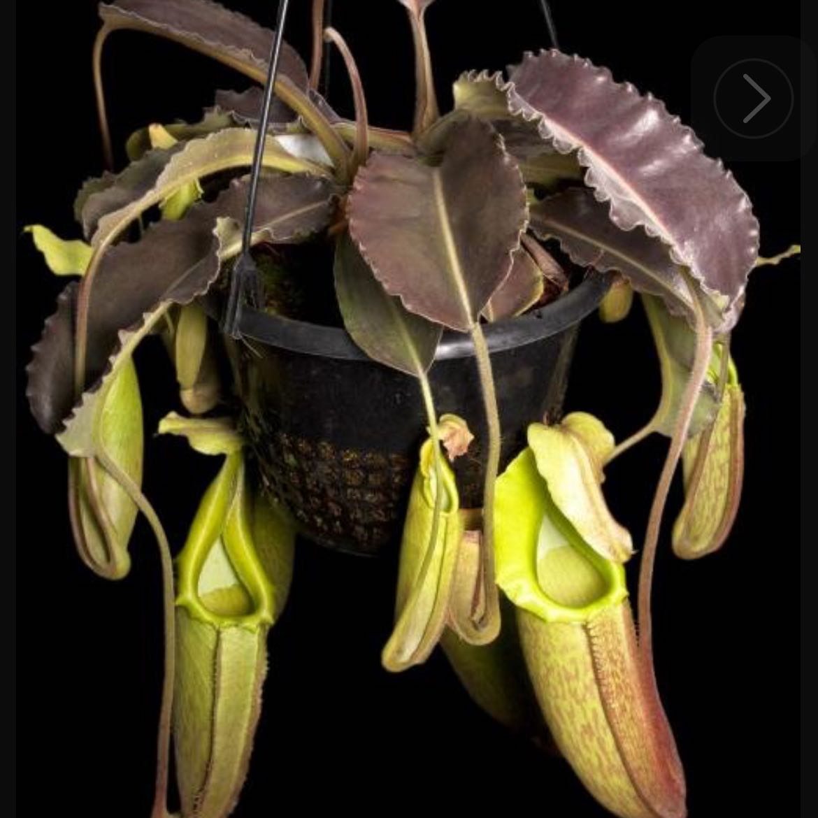 Photo of the plant species Nepenthes maxima by @TastyPalmier named Kendall on Greg, the plant care app