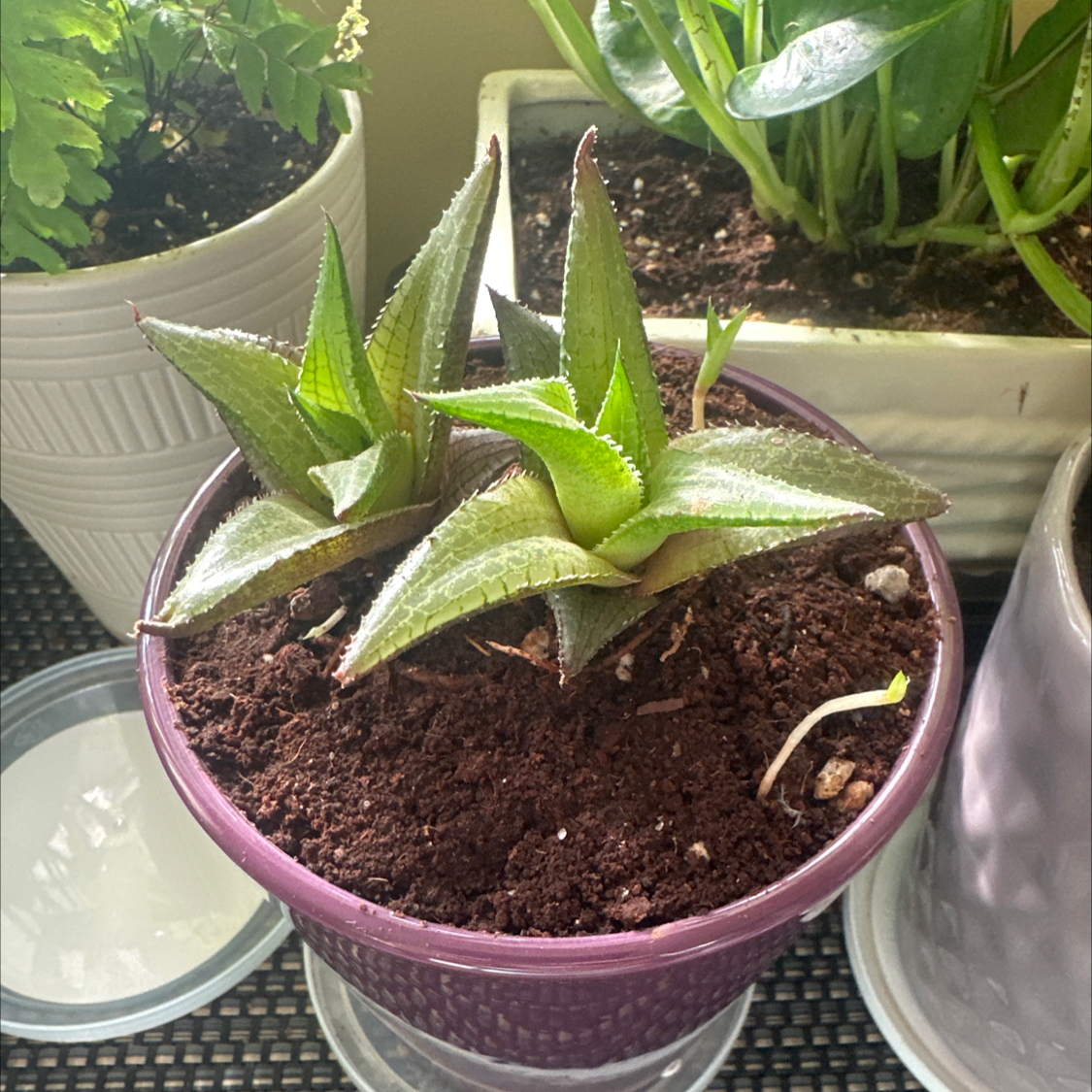 Photo of the plant species Fairy Washboard by @RachaelMor107 named Marley on Greg, the plant care app