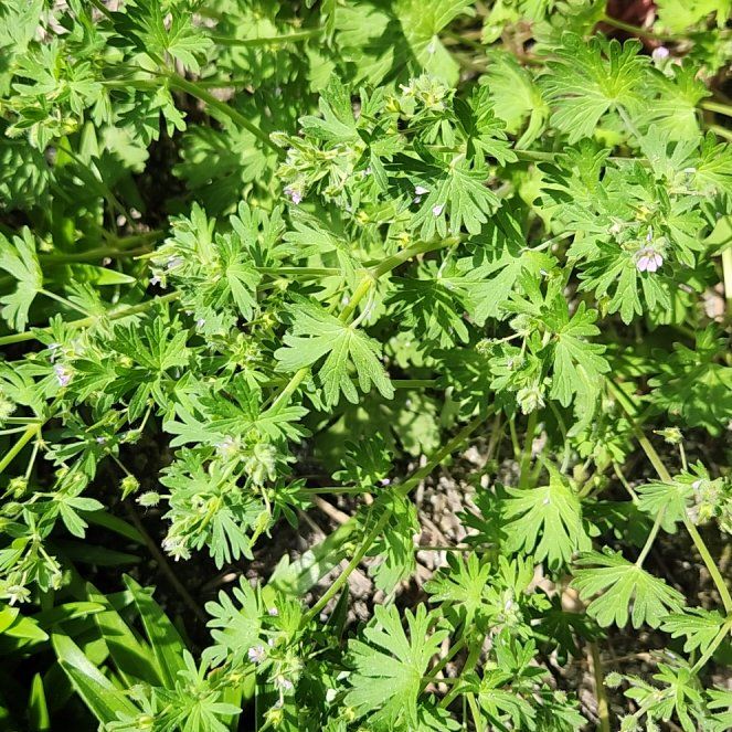 Photo of the plant species Carolina Crane's-Bill by @AstuteBoneset named Figyonce on Greg, the plant care app