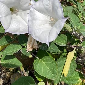 Photo of the plant species Sacred Datura by @BounteousWoreya named Tolkien on Greg, the plant care app