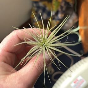 Photo of the plant species Tillandsia andreana by @PropheticKaro named Peter Parker on Greg, the plant care app