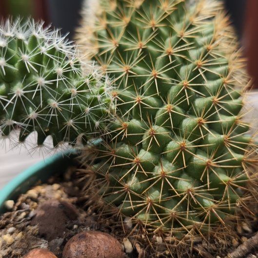 Photo of the plant species Mammillaria backebergiana by @KookyManchineel named Clooney on Greg, the plant care app