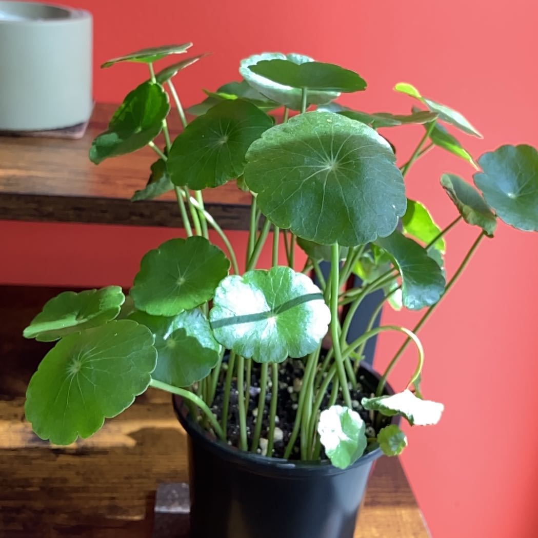 Photo of the plant species Marsh Pennywort by @Kokogin named Granny Penny on Greg, the plant care app