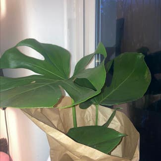 Monstera plant in Knutsford, England