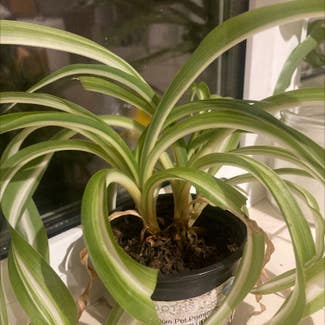 Spider Plant plant in Knutsford, England