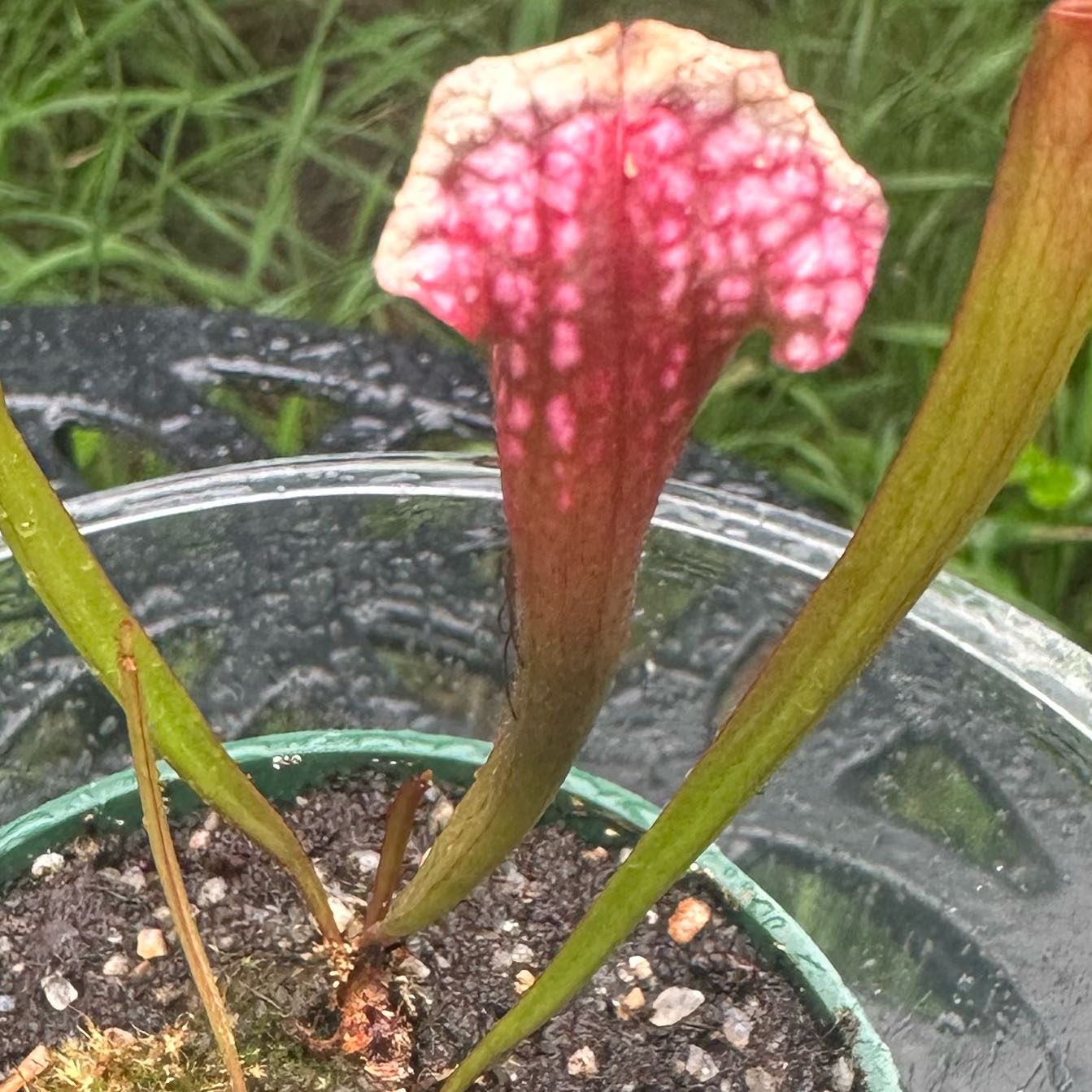Photo of the plant species Juthatip Soper Pitcher Plant by @WingedStarlotus named Kobe on Greg, the plant care app