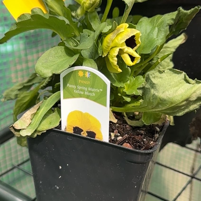 Photo of the plant species Pansy by @ZealStylomecon named Remington on Greg, the plant care app