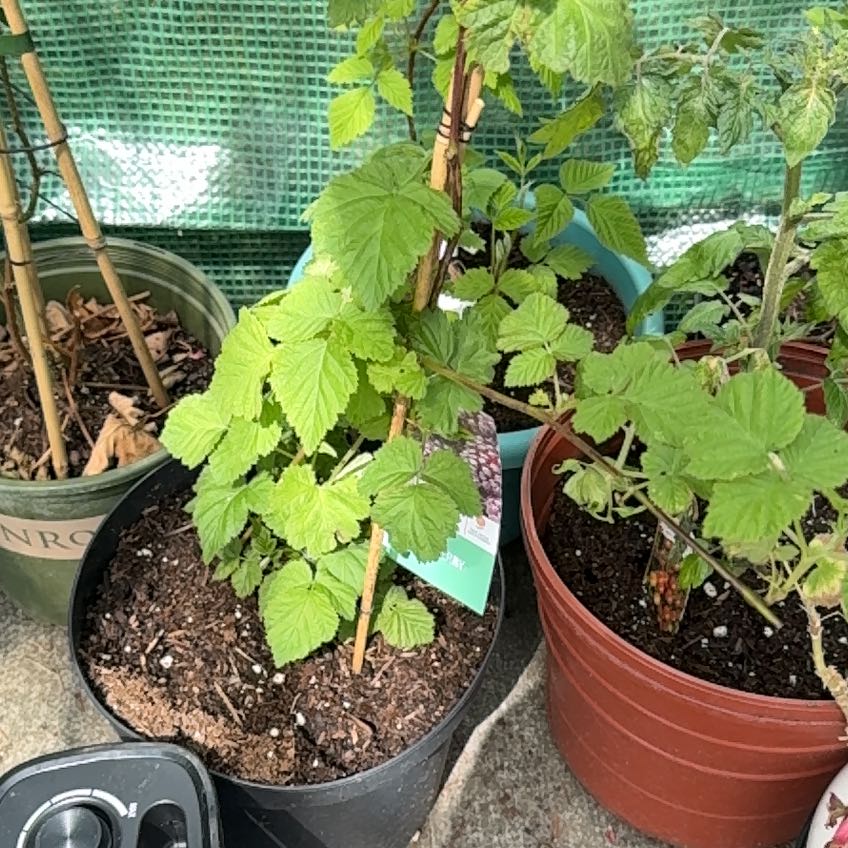 Photo of the plant species Loganberry plant by @ZealStylomecon named Aristotle on Greg, the plant care app