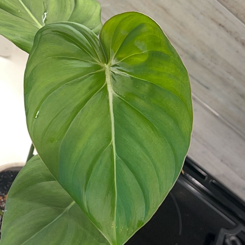 Philodendron 'McDowell' with large, healthy green leaves, well-framed and in focus.