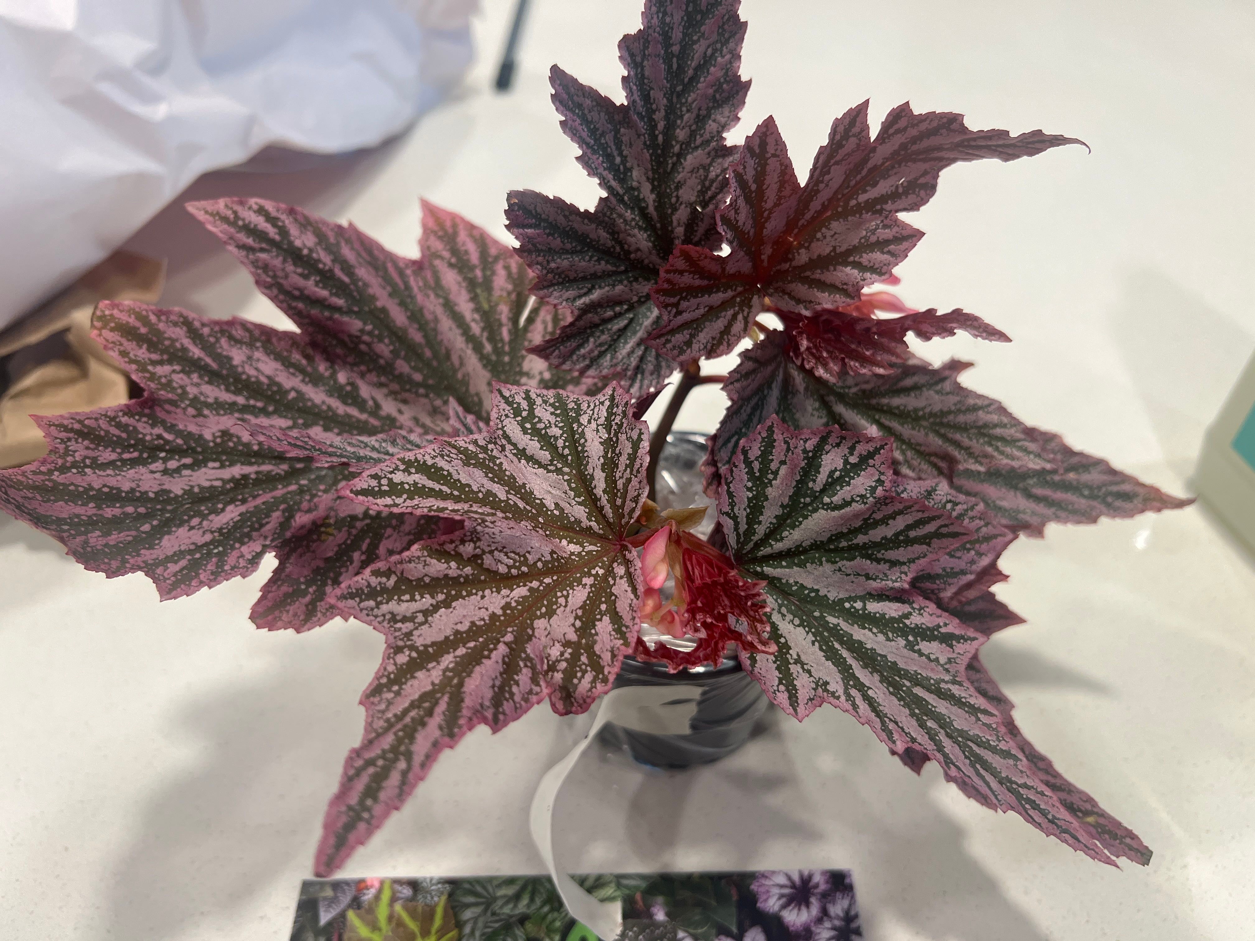 What to Do About Leaves Falling Over on Your Cane Begonia 🍂