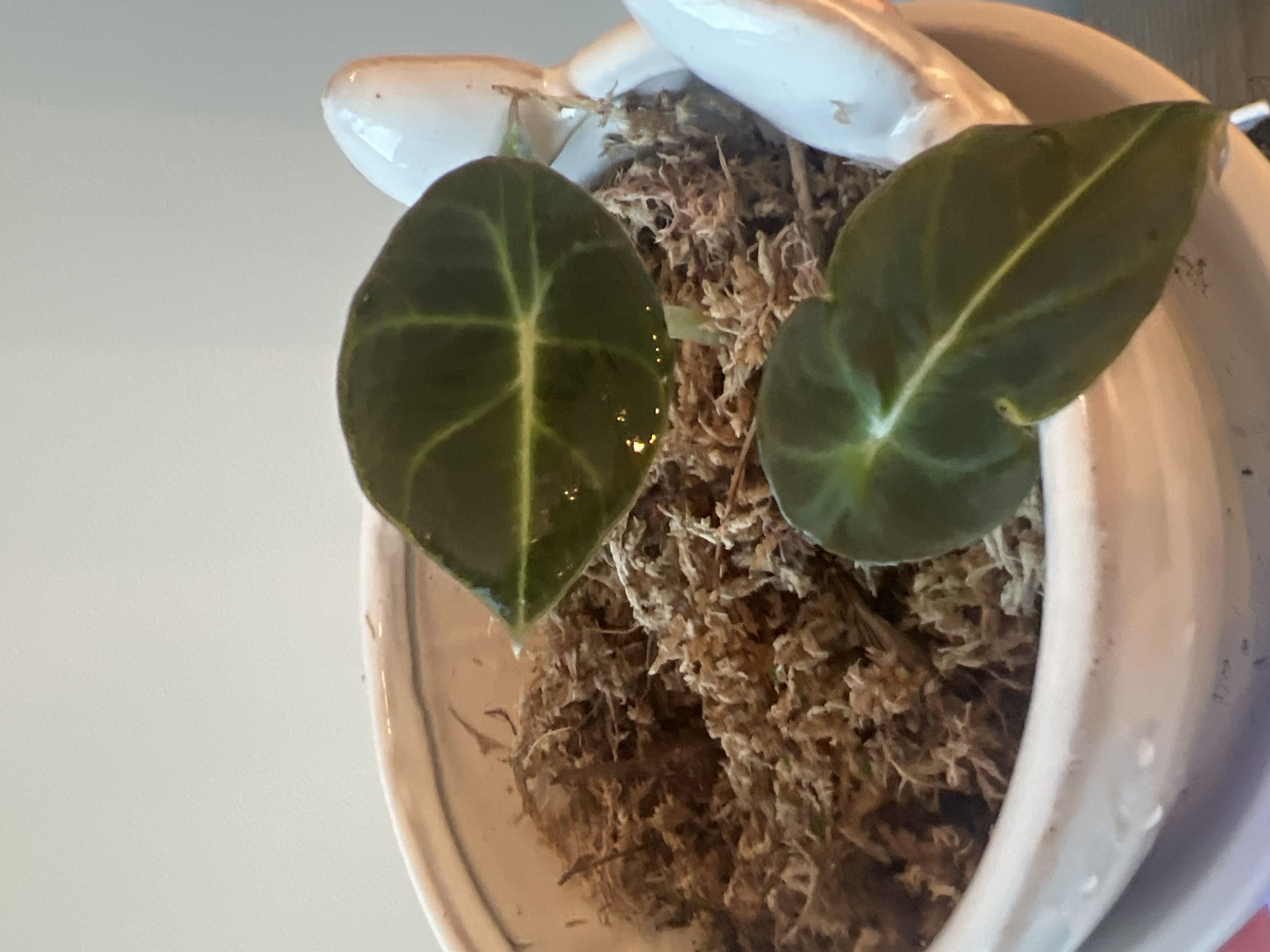 Photo from the post