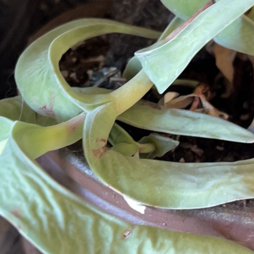 Photo of the plant species Sickle Plant by @DearMikimiki named Pax on Greg, the plant care app